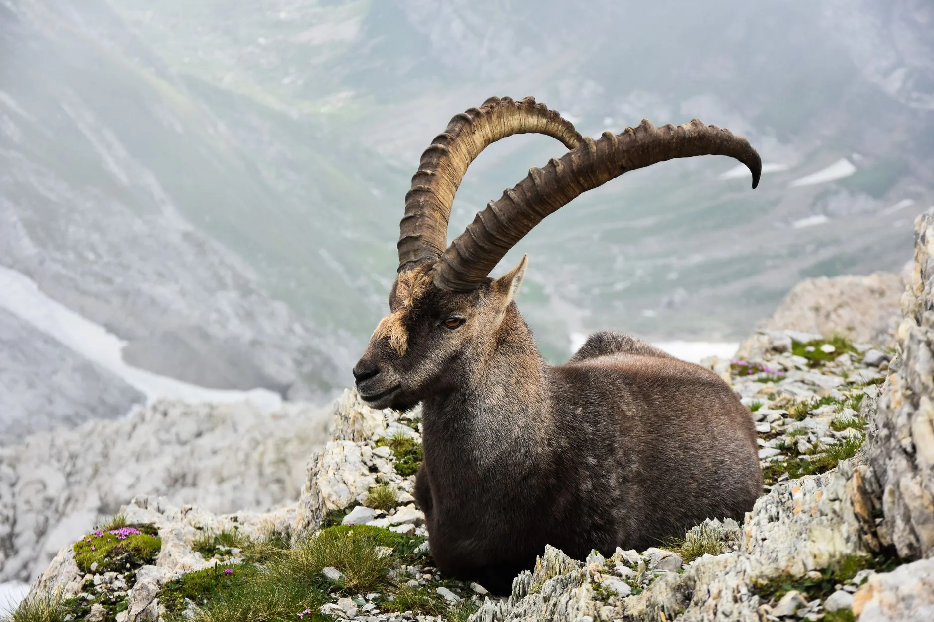 Bouquetin des Alpes sur un versant rocheux en montagne